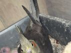 Cockatiel