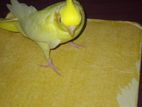 Cockatiel for sell