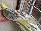 Cockatiel bird