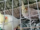 Cockatiel pakhi