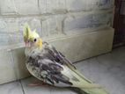 Cockatiel