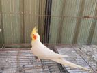 Cockatiel