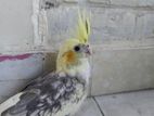 Cockatiel