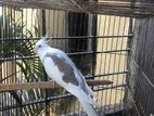 Cockatiel