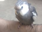 Cockatiel pakhi