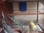 Cockatiel