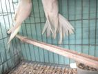 Cockatiel for sell