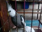 Cockatiel for sell