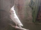 Cockatiel Bird