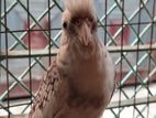 Cockatiel