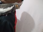 Cockatiel