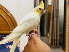 Cockatiel sell