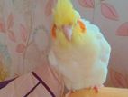 Cockatiel