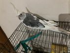 Cockatiel Bird for sell