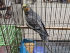 Cockatiel bird For Sell.