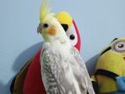 Cockatiel