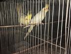 Cockatiel for sell