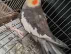 Cockatiel