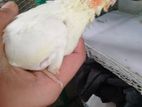 Cockatiel for sell