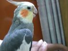 Cockatiel