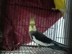 Cockatiel sell