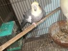 Cockatiel for sale