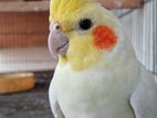 cockatiel