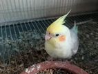 Cockatiel bird