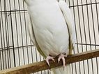 Cockatiel