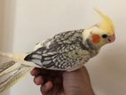 Cockatiel