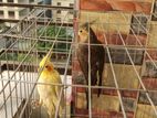 Cockatiel for sale