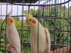 cockatiel