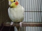 Cockatiel