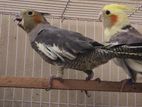 Cockatiel for sell