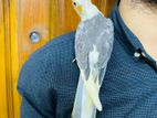 Cockatiel