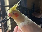 cockatiel