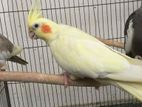 Cockatiel Bird