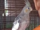 Cockatiel