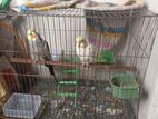 Cockatiel
