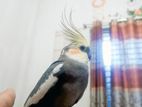 Cockatiel for sell