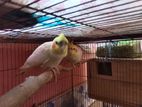 Cockatiel