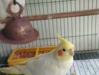 Cockatiel bird