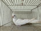 Cockatiel