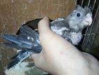 Cockatiel Pair