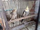 Cockatiel