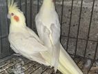 Cockatiel Pair