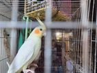 Cockatiel for sale