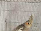 Cockatiel Bird