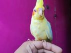 Cockatiel Pakhi