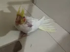 Cockatiel Pakhi Bikri